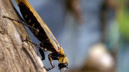 Japon un bout de cafard dans des pâtes cuisinées, 750.000 portions rappelées