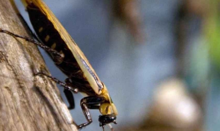 Japon un bout de cafard dans des pâtes cuisinées, 750.000 portions rappelées