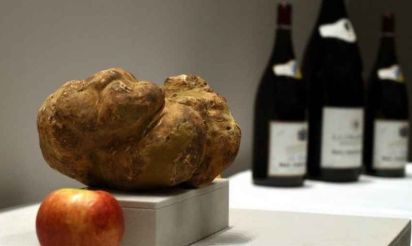 La plus grosse truffe blanche au monde vendue 61.250 euros aux enchères