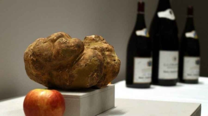 La plus grosse truffe blanche au monde vendue 61.250 euros aux enchères