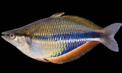 Biodiversité: le Monde perdu du Lengguru promet des dizaines de nouvelles espèces