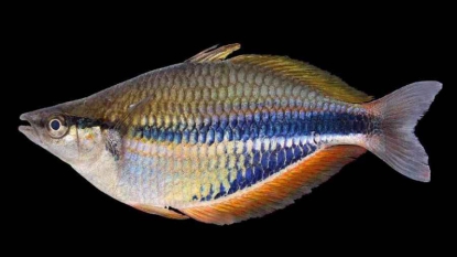 Biodiversité: le Monde perdu du Lengguru promet des dizaines de nouvelles espèces