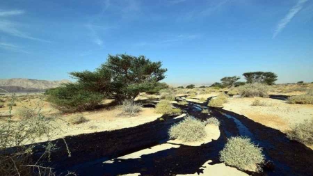 Désastre écologique en Israël Netanyahu veut rassurer la population