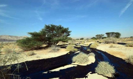 Désastre écologique en Israël Netanyahu veut rassurer la population