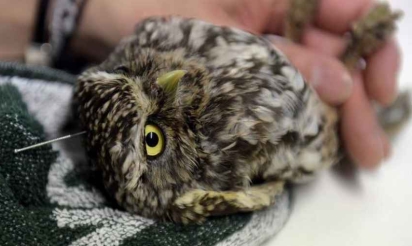 A Madrid, l’acupuncture pour soigner des rapaces