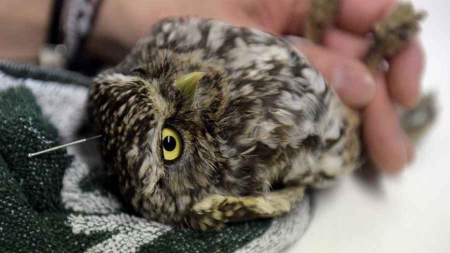 A Madrid, l’acupuncture pour soigner des rapaces