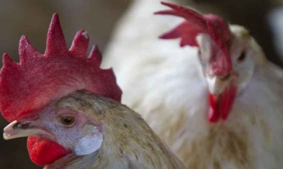 L’ancêtre des poules a perdu ses dents il y a 116 millions d’années