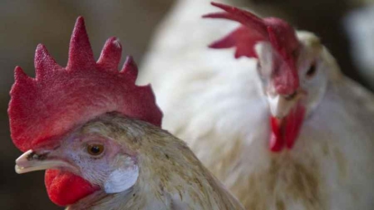 L’ancêtre des poules a perdu ses dents il y a 116 millions d’années