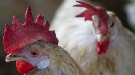 L’ancêtre des poules a perdu ses dents il y a 116 millions d’années
