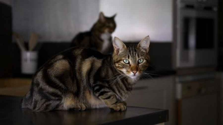 Ai-je le droit de manger mon chat  Et mon chien