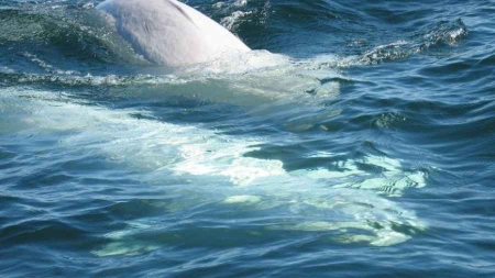 Canada les bélugas du Saint-Laurent en voie de disparition