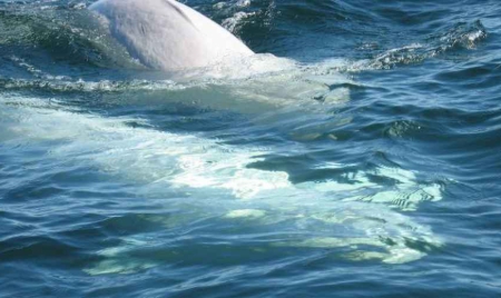 Canada les bélugas du Saint-Laurent en voie de disparition