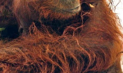 Indonésie : un orang-outan criblé de 40 balles succombe