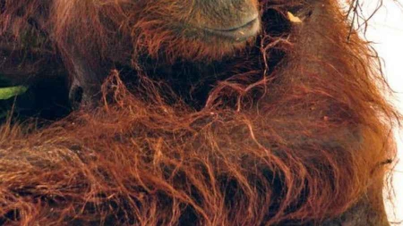 Indonésie : un orang-outan criblé de 40 balles succombe