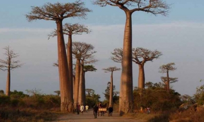 Le secret de vieillesse des baobabs expliqué par leur cavité