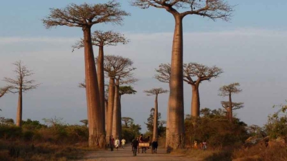 Le secret de vieillesse des baobabs expliqué par leur cavité