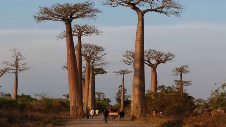 Le secret de vieillesse des baobabs expliqué par leur cavité