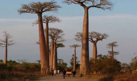Le secret de vieillesse des baobabs expliqué par leur cavité