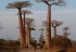 Le secret de vieillesse des baobabs expliqué par leur cavité