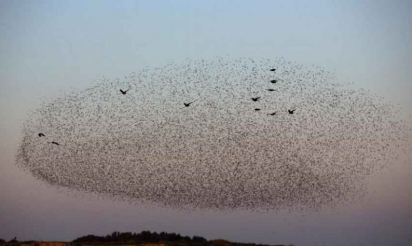 Les oiseaux migrateurs se relaient en tête pour moins se fatiguer