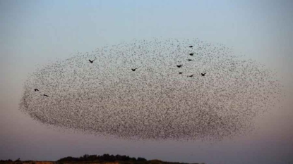 Les oiseaux migrateurs se relaient en tête pour moins se fatiguer