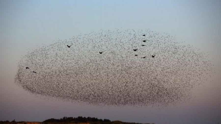 Les oiseaux migrateurs se relaient en tête pour moins se fatiguer