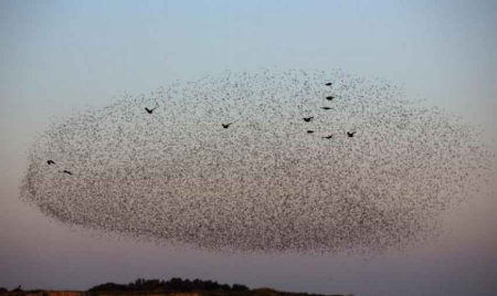 Les oiseaux migrateurs se relaient en tête pour moins se fatiguer