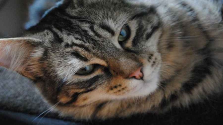 Nord : le chat sauve sa famille d’une intoxication mortelle