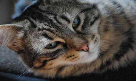 Nord : le chat sauve sa famille d’une intoxication mortelle