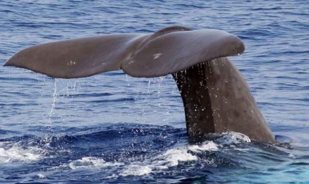 La moitié des 200 baleines échouées en Nouvelle-Zélande sont mortes