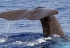 La moitié des 200 baleines échouées en Nouvelle-Zélande sont mortes