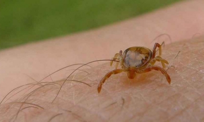 Un nouveau virus mortel, transmis par une tique, découvert aux Etats-Unis