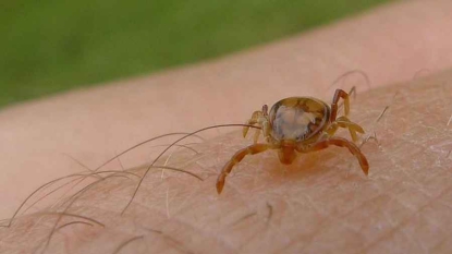 Un nouveau virus mortel, transmis par une tique, découvert aux Etats-Unis