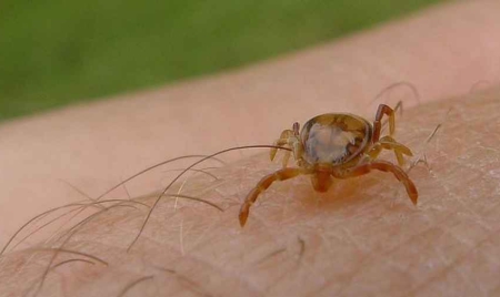 Un nouveau virus mortel, transmis par une tique, découvert aux Etats-Unis