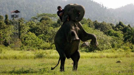 Indonésie des éco-guerriers à dos d’éléphants protègent forêts et espèces en danger