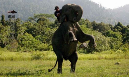 Indonésie des éco-guerriers à dos d’éléphants protègent forêts et espèces en danger