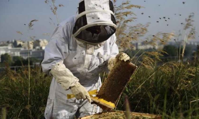 Miel: des apiculteurs en route pour un don d’essaims en Ariège