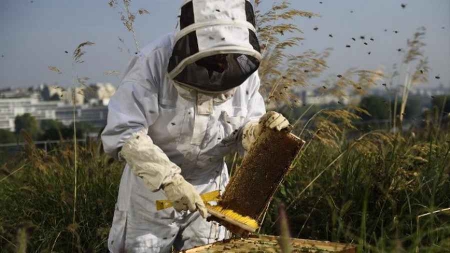 Miel: des apiculteurs en route pour un don d’essaims en Ariège