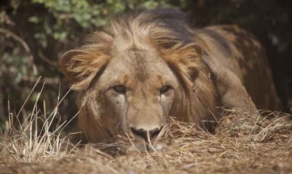 Le lion abyssinien d’Ethiopie menacé par la destruction de son habitat