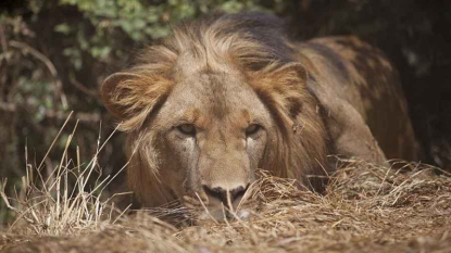 Le lion abyssinien d’Ethiopie menacé par la destruction de son habitat