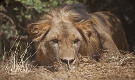 Le lion abyssinien d’Ethiopie menacé par la destruction de son habitat
