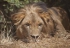 Le lion abyssinien d’Ethiopie menacé par la destruction de son habitat