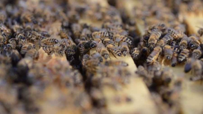 Près de 10% des espèces d’abeilles sauvages menacées d’extinction en Europe