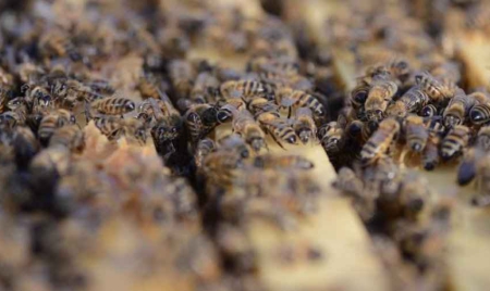 Près de 10% des espèces d’abeilles sauvages menacées d’extinction en Europe