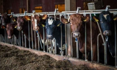 Loire: 89 vaches laissées à l’abandon retirées à leur propriétaire