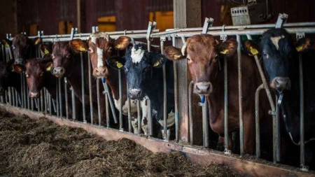 Loire: 89 vaches laissées à l’abandon retirées à leur propriétaire