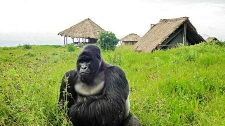 Pétrole contre gorilles: la partie n’est pas terminée dans l’est de la RDC