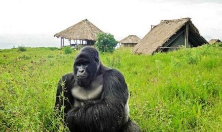 Pétrole contre gorilles: la partie n’est pas terminée dans l’est de la RDC