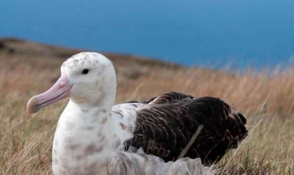 Terres australes et antarctiques françaises: un tiers des espèces en danger