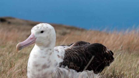 Terres australes et antarctiques françaises: un tiers des espèces en danger